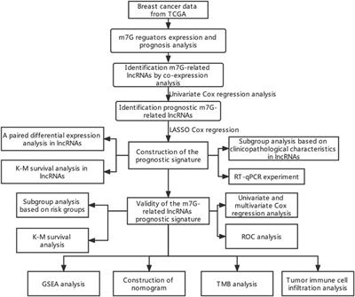 A novel prognostic signature based on N7-methylguanosine-related long non-coding RNAs in breast cancer